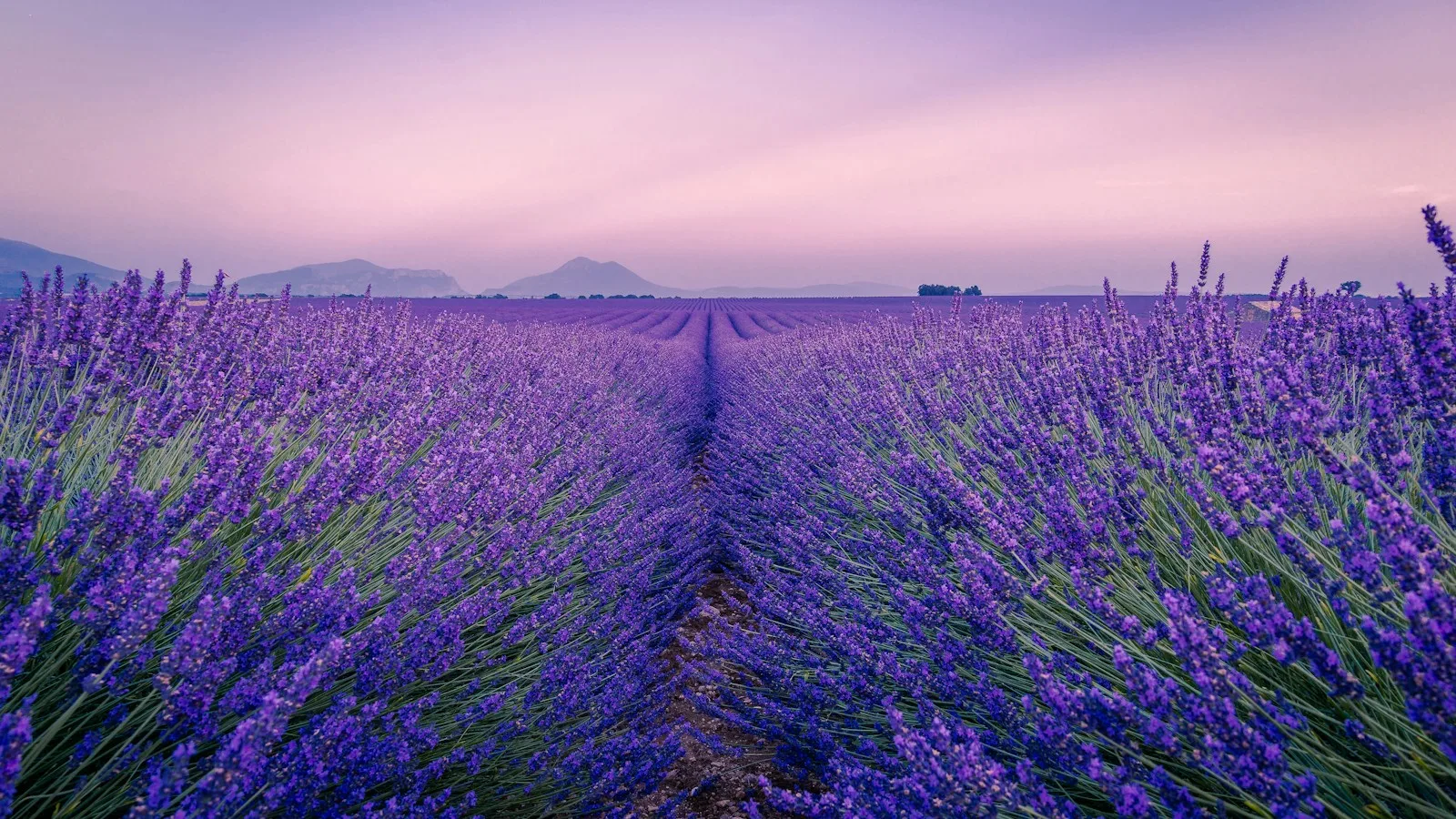Champ de lavande en fleurs en Provence