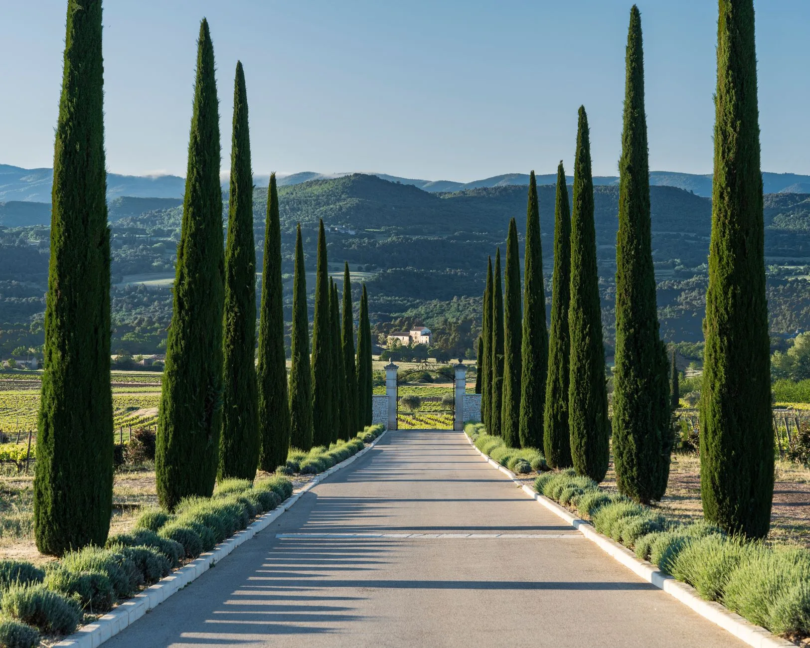 Route de campagne bordée de cyprès et de vignes en Provence