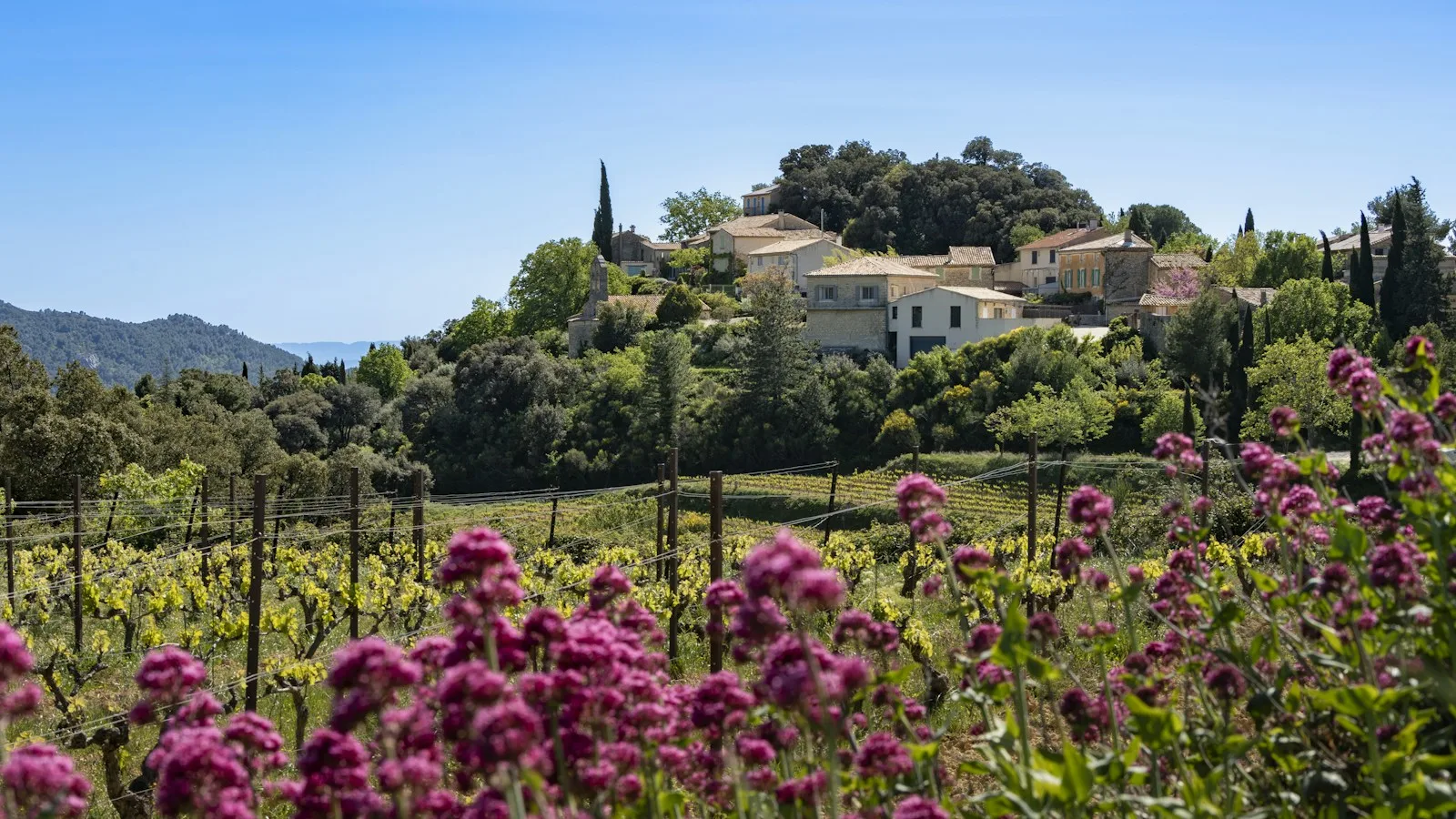Comprendre le vignoble provençal