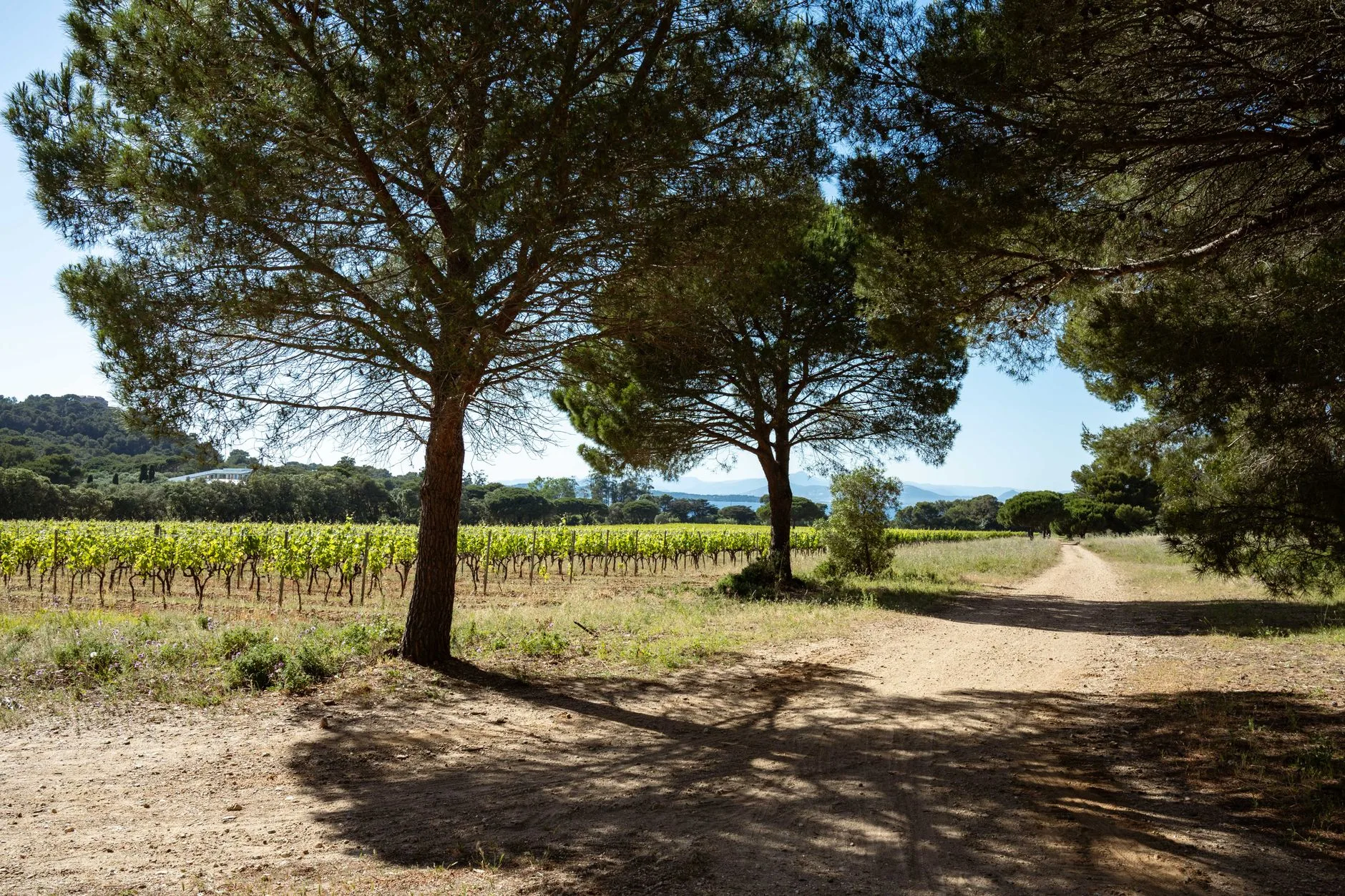 ️ Les grandes appellations à connaître